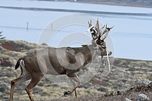 Net Head Buck searching for more potential Mates