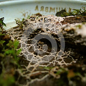 A net-like plasmodium of a slime mold Diderma on a substrate in a Petri dish