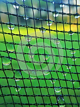 Net pattern with dew drop