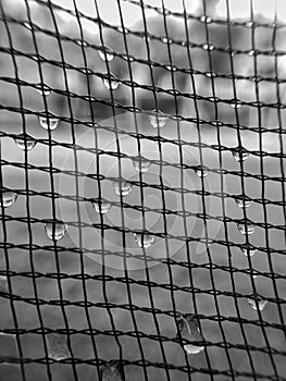 Net pattern with dew drop