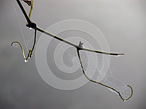 Net Spider with morning dew