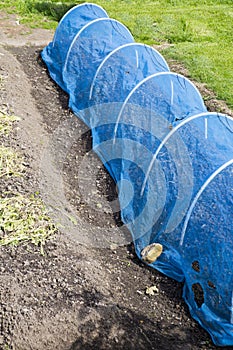 Net tunnel to protect vegetable and fruit plants from birds