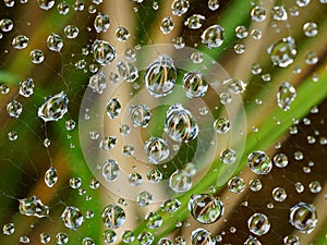 Raindrops sparkling in spiderweb by blurred background photo