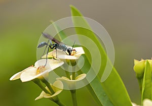 Net winged insect on a flower
