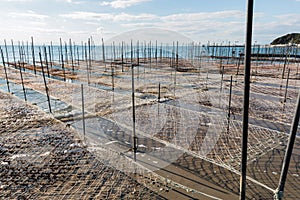 Net and wooden pole for entrap algae.