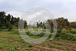 Netanya - a city on the Mediterranean coast