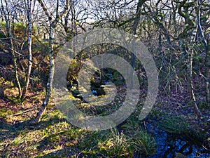 Nether Brook runs down from Derwent Moor through a small wood