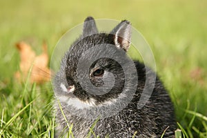 Netherland Dwarf Rabbit I