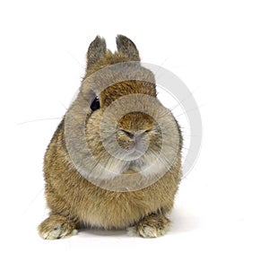 Netherland dwarf rabbit isolated white background