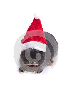 Netherland dwarf rabbit wearing red santa hat.