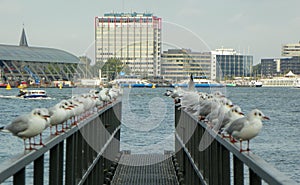 Netherlands, Amsterdam, Piet Heinkade, seagulls, canal and waterfront