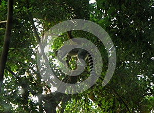 Netherlands, Amsterdam, Plantage Kerklaan 38-40, Artis Royal Zoo (Natura Artis Magistra), black-and-white ruffed lemur