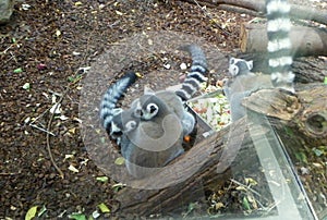 Netherlands, Amsterdam, Plantage Kerklaan 38-40, Artis Royal Zoo (Natura Artis Magistra), black-and-white ruffed lemurs