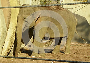 Netherlands, Amsterdam, Plantage Kerklaan 38-40, Artis Royal Zoo (Natura Artis Magistra), elephant