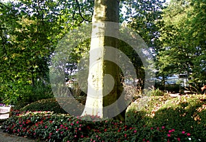 Netherlands, Amsterdam, Plantage Kerklaan 38-40, Artis Royal Zoo (Natura Artis Magistra), flower bed and tree trunk