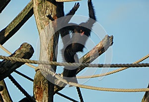 Netherlands, Amsterdam, Plantage Kerklaan 38-40, Artis Royal Zoo (Natura Artis Magistra), gibbon