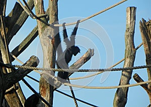 Netherlands, Amsterdam, Plantage Kerklaan 38-40, Artis Royal Zoo (Natura Artis Magistra), gibbon