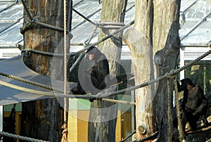 Netherlands, Amsterdam, Plantage Kerklaan 38-40, Artis Royal Zoo (Natura Artis Magistra), gibbons