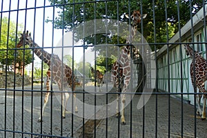 Netherlands, Amsterdam, Plantage Kerklaan 38-40, Artis Royal Zoo (Natura Artis Magistra), giraffe family