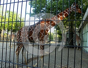 Netherlands, Amsterdam, Plantage Kerklaan 38-40, Artis Royal Zoo (Natura Artis Magistra), giraffe family