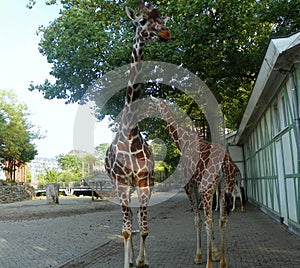 Netherlands, Amsterdam, Plantage Kerklaan 38-40, Artis Royal Zoo (Natura Artis Magistra), giraffe family