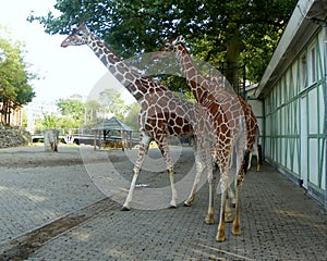 Netherlands, Amsterdam, Plantage Kerklaan 38-40, Artis Royal Zoo (Natura Artis Magistra), giraffe family