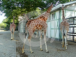 Netherlands, Amsterdam, Plantage Kerklaan 38-40, Artis Royal Zoo (Natura Artis Magistra), giraffe family