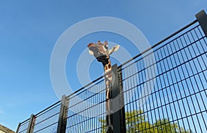 Netherlands, Amsterdam, Plantage Kerklaan 38-40, Artis Royal Zoo (Natura Artis Magistra), giraffe head