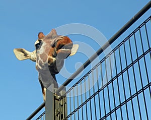 Netherlands, Amsterdam, Plantage Kerklaan 38-40, Artis Royal Zoo (Natura Artis Magistra), giraffe head