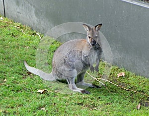 Netherlands, Amsterdam, Plantage Kerklaan 38-40, Artis Royal Zoo (Natura Artis Magistra), kangaroo