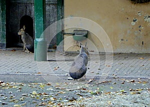 Netherlands, Amsterdam, Plantage Kerklaan 38-40, Artis Royal Zoo (Natura Artis Magistra), kangaroo aviary