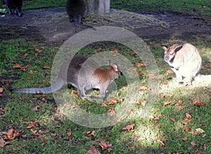 Netherlands, Amsterdam, Plantage Kerklaan 38-40, Artis Royal Zoo (Natura Artis Magistra), kangaroo family