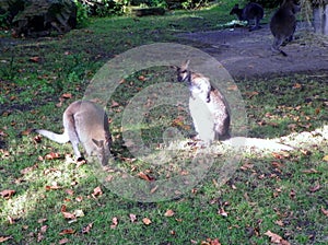 Netherlands, Amsterdam, Plantage Kerklaan 38-40, Artis Royal Zoo (Natura Artis Magistra), kangaroo family