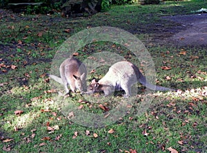 Netherlands, Amsterdam, Plantage Kerklaan 38-40, Artis Royal Zoo (Natura Artis Magistra), kangaroo family