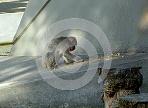 Netherlands, Amsterdam, Plantage Kerklaan 38-40, Artis Royal Zoo (Natura Artis Magistra), monkey in the zoo