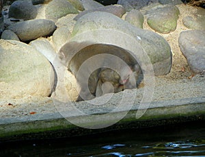 Netherlands, Amsterdam, Plantage Kerklaan 38-40, Artis Royal Zoo (Natura Artis Magistra), monkey in the zoo