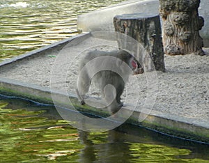 Netherlands, Amsterdam, Plantage Kerklaan 38-40, Artis Royal Zoo (Natura Artis Magistra), monkey in the zoo