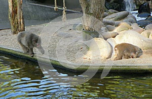 Netherlands, Amsterdam, Plantage Kerklaan 38-40, Artis Royal Zoo (Natura Artis Magistra), monkeys in the zoo