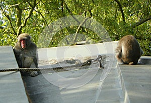 Netherlands, Amsterdam, Plantage Kerklaan 38-40, Artis Royal Zoo (Natura Artis Magistra), monkeys in the zoo