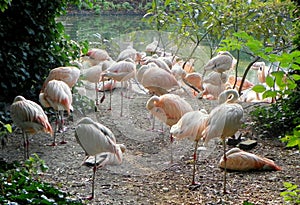 Netherlands, Amsterdam, Plantage Kerklaan 38-40, Artis Royal Zoo (Natura Artis Magistra), pink flamingos