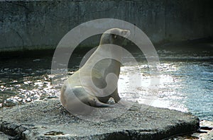 Netherlands, Amsterdam, Plantage Kerklaan 38-40, Artis Royal Zoo (Natura Artis Magistra), seal