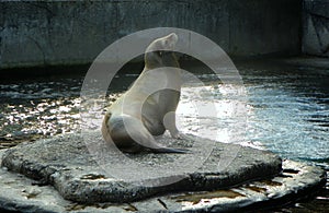 Netherlands, Amsterdam, Plantage Kerklaan 38-40, Artis Royal Zoo (Natura Artis Magistra), seal