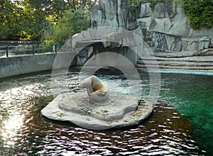 Netherlands, Amsterdam, Plantage Kerklaan 38-40, Artis Royal Zoo (Natura Artis Magistra), seal