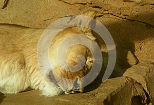 Netherlands, Amsterdam, Plantage Kerklaan 38-40, Artis Royal Zoo (Natura Artis Magistra), sleeping lioness