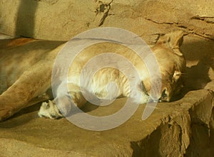 Netherlands, Amsterdam, Plantage Kerklaan 38-40, Artis Royal Zoo (Natura Artis Magistra), sleeping lioness