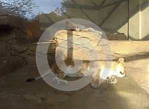 Netherlands, Amsterdam, Plantage Kerklaan 38-40, Artis Royal Zoo (Natura Artis Magistra), sleeping lioness