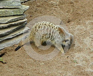 Netherlands, Amsterdam, Plantage Kerklaan 38-40, Artis Royal Zoo (Natura Artis Magistra), suricate