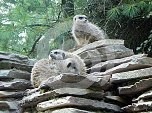 Netherlands, Amsterdam, Plantage Kerklaan 38-40, Artis Royal Zoo (Natura Artis Magistra), suricate family