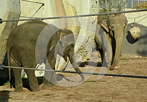 Netherlands, Amsterdam, Plantage Kerklaan 38-40, Artis Royal Zoo (Natura Artis Magistra), two elephants