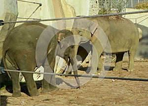 Netherlands, Amsterdam, Plantage Kerklaan 38-40, Artis Royal Zoo (Natura Artis Magistra), two elephants